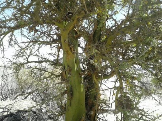Naturaleza de Valle de Anisacate